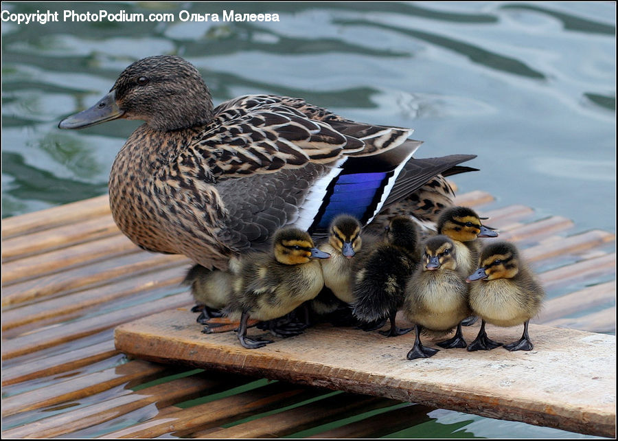 Bird, Duck, Teal, Waterfowl, Mallard, Goose, Animal