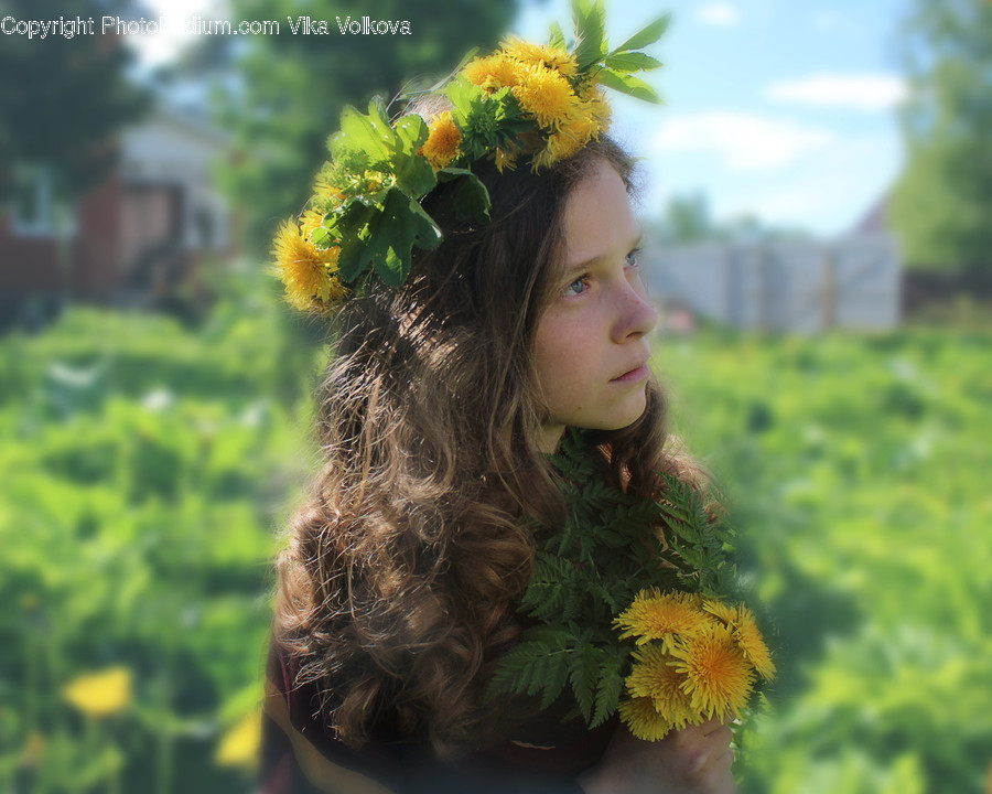 Human, People, Person, Asteraceae, Blossom