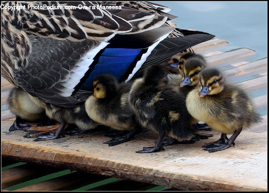 Bird, Booby, Adorable, Animal, Zoo, Duck, Teal