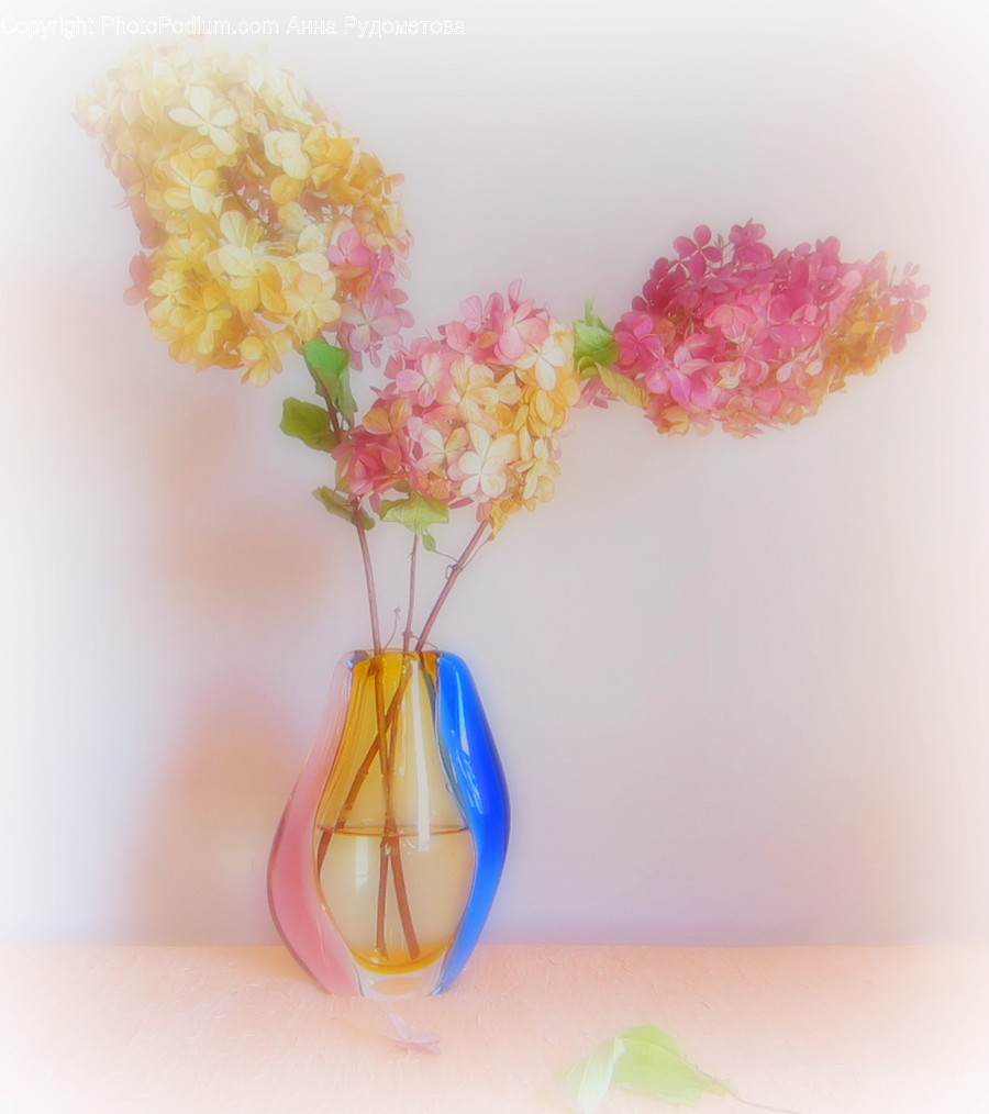 Blossom, Flora, Flower, Peony, Plant