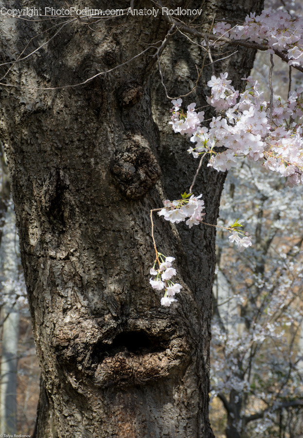 Flora, Plant, Tree, Tree Trunk, Blossom