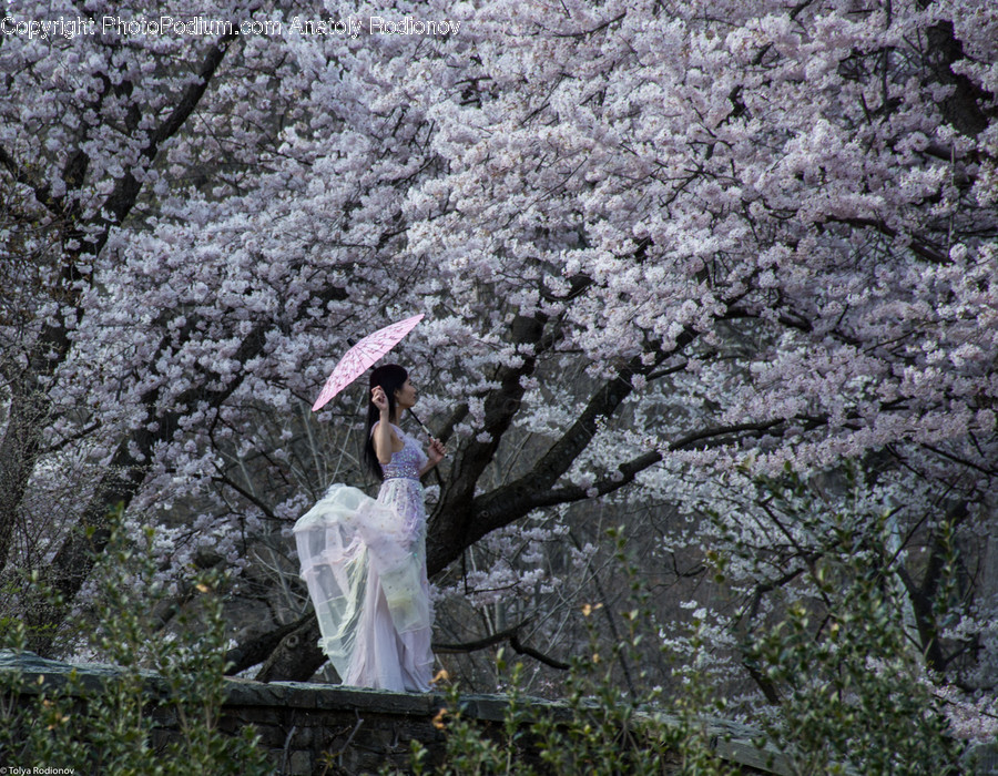 Human, People, Person, Blossom, Cherry Blossom