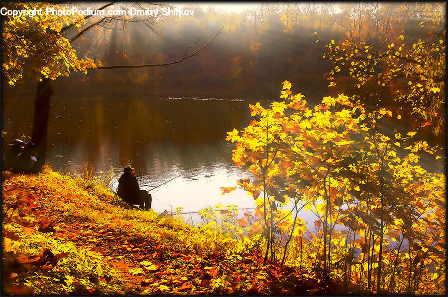 Maple, Tree, Wood, Flare, Light, Sunlight, Forest