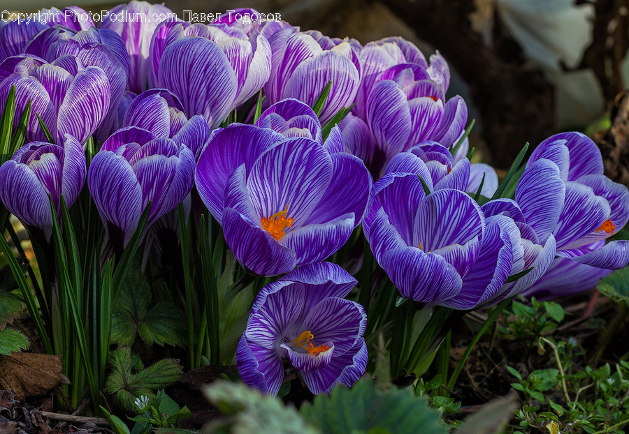 Blossom, Crocus, Flora, Flower, Plant