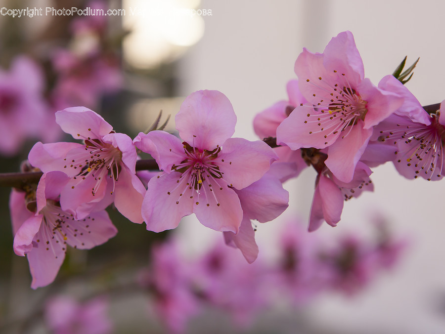 Blossom, Cherry Blossom, Flora, Flower, Plant