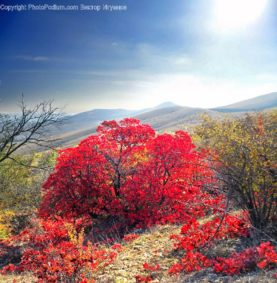 Bush, Flora, Plant, Vegetation, Maple