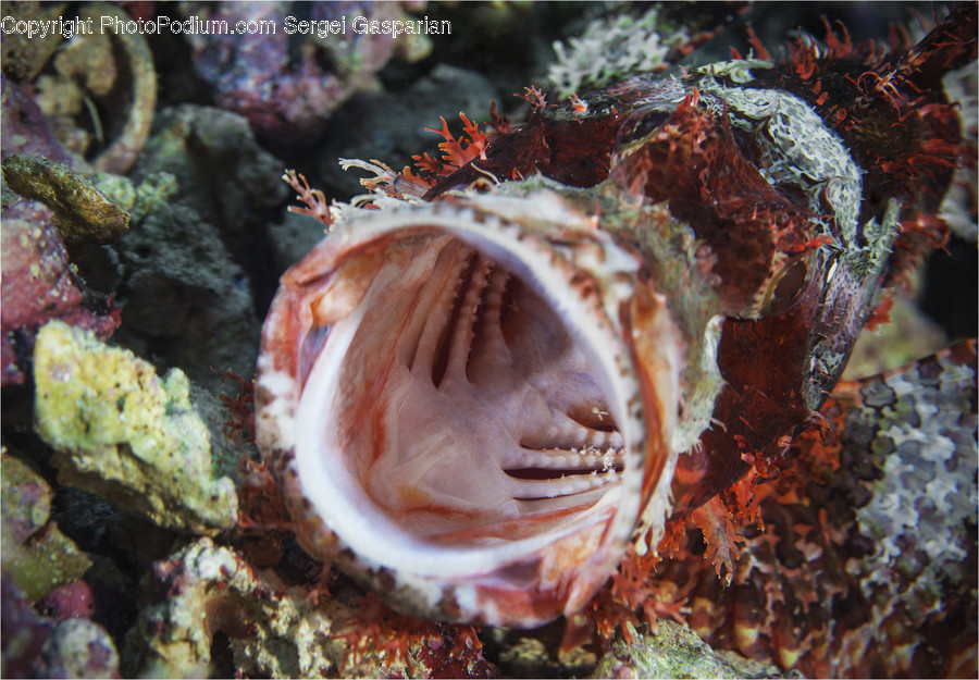 Animal, Coral Reef, Nature, Ocean, Outdoors
