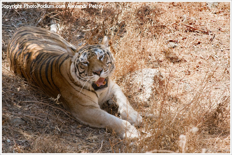Animal, Mammal, Tiger, Cat, Pet, Field, Grass