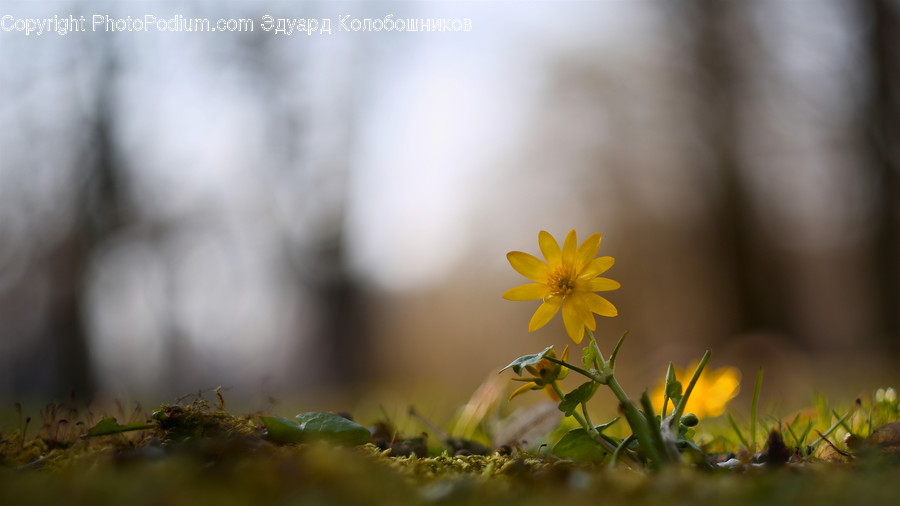 Asteraceae, Blossom, Flora, Flower, Plant