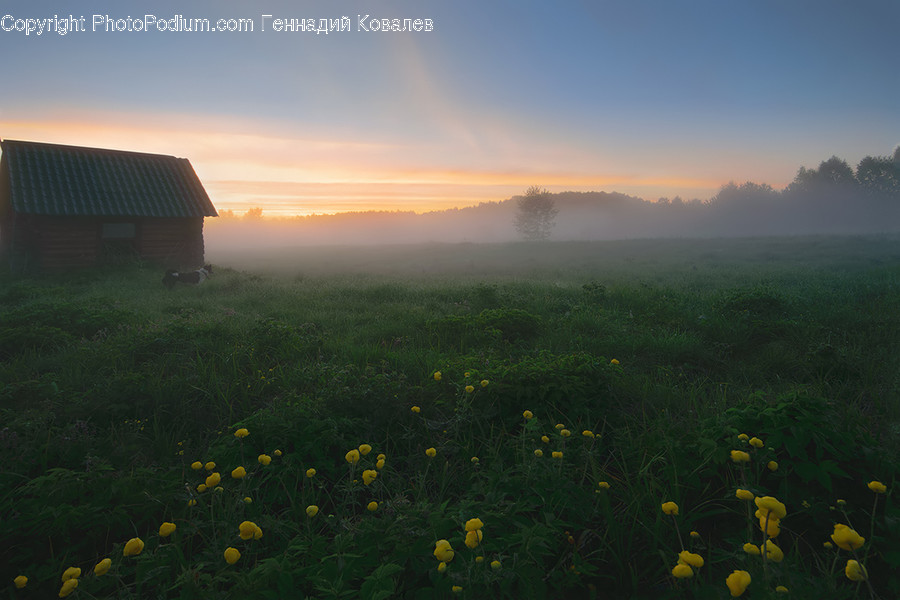 Field, Grassland, Outdoors, Dawn, Dusk