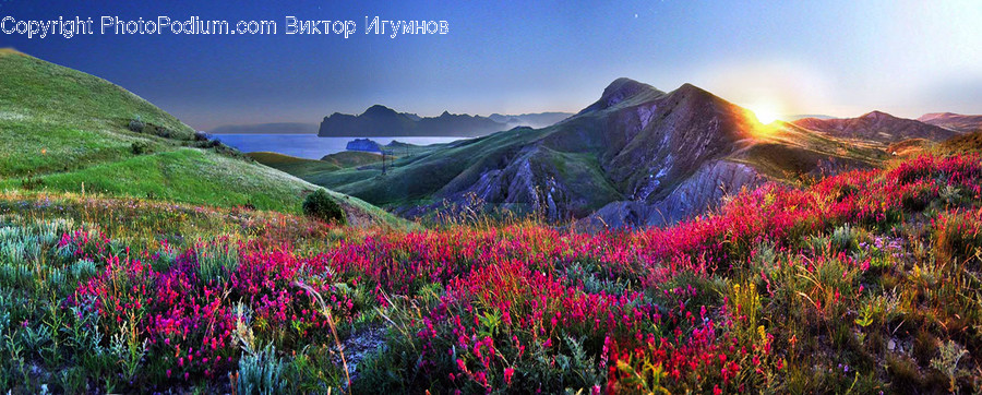 Flora, Plant, Garden, Outdoors, Vegetation