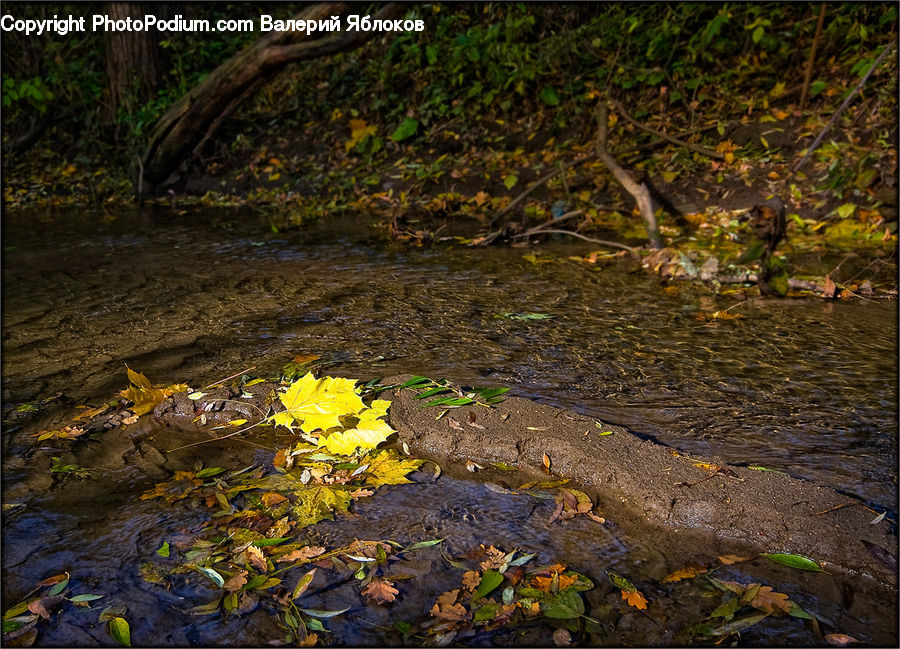 Creek, Outdoors, River, Water, Forest, Jungle, Rainforest