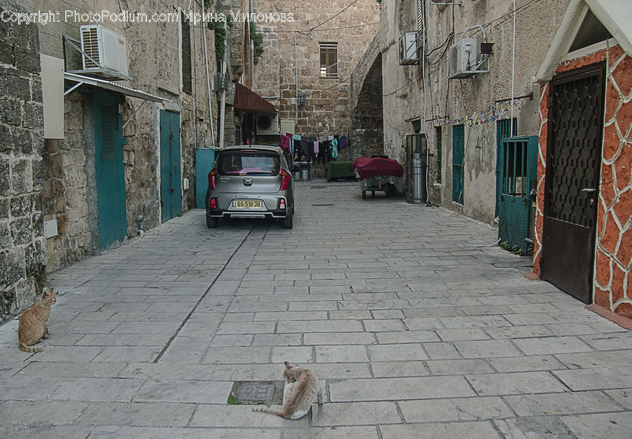 Animal, Cat, Mammal, Pet, Alley
