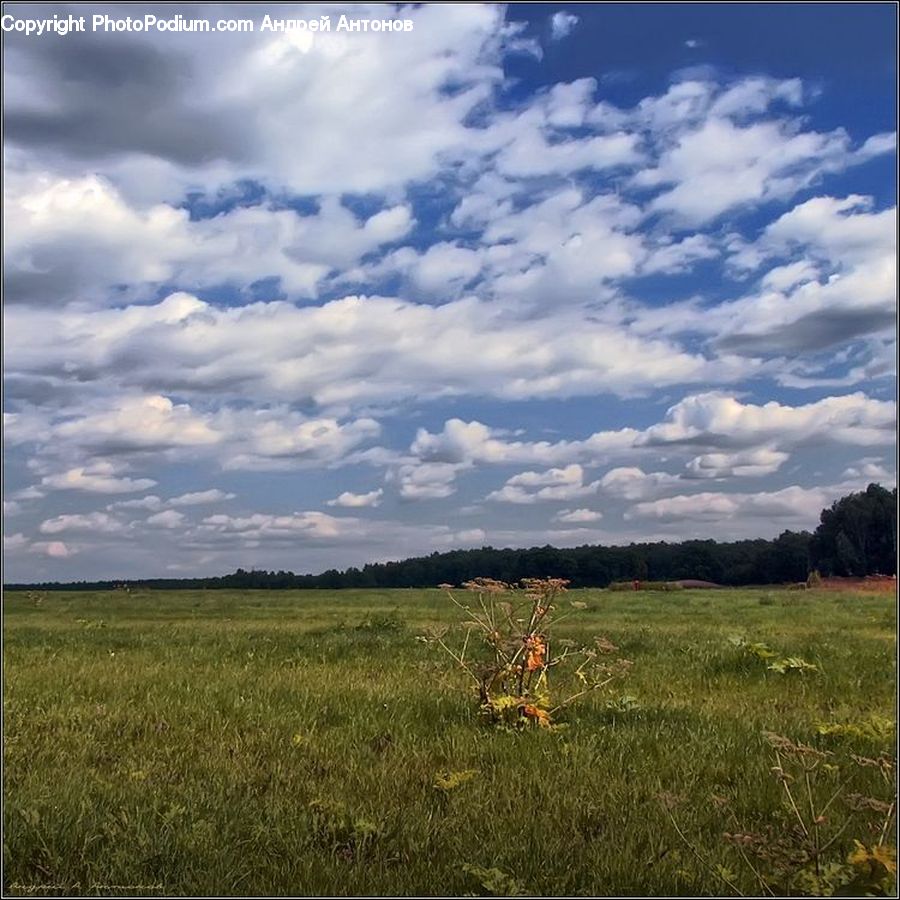 Cloud, Cumulus, Sky, Field, Grass, Grassland, Land