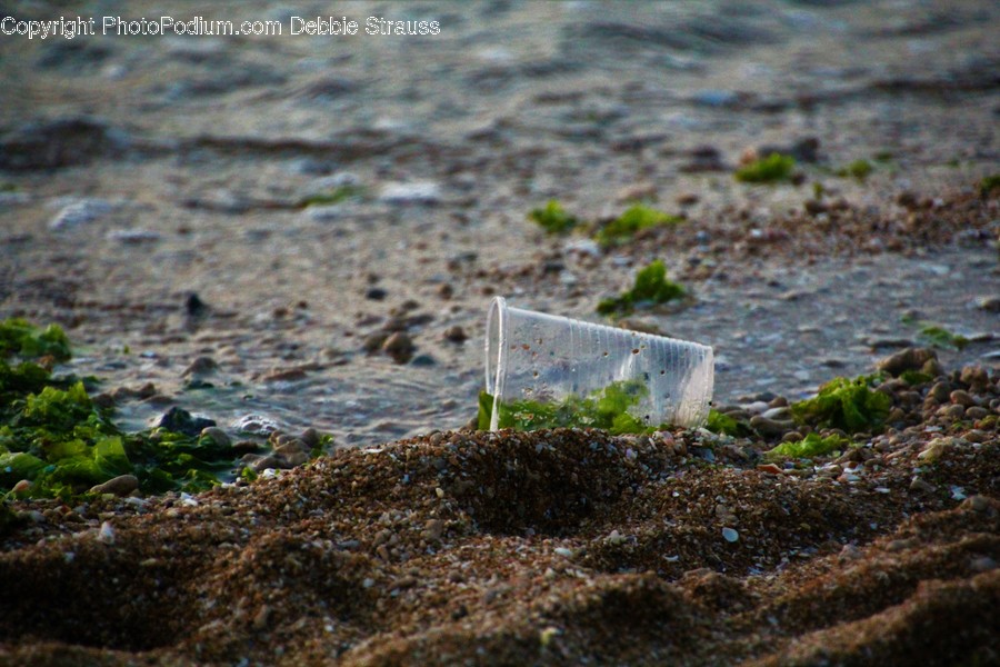 Seaweed, Flora, Plant, Sprout, Algae