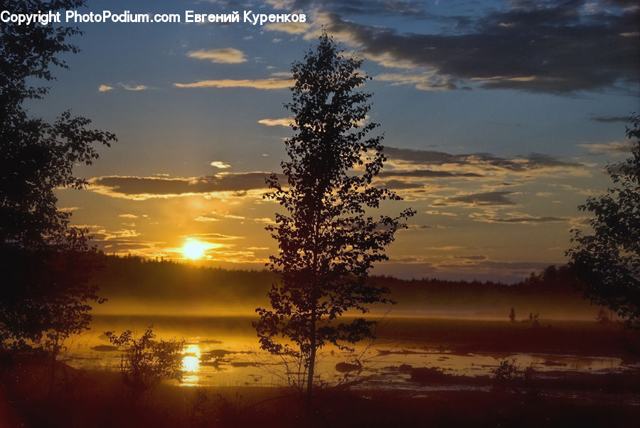 Dawn, Dusk, Sky, Sunrise, Sunset, Plant, Tree