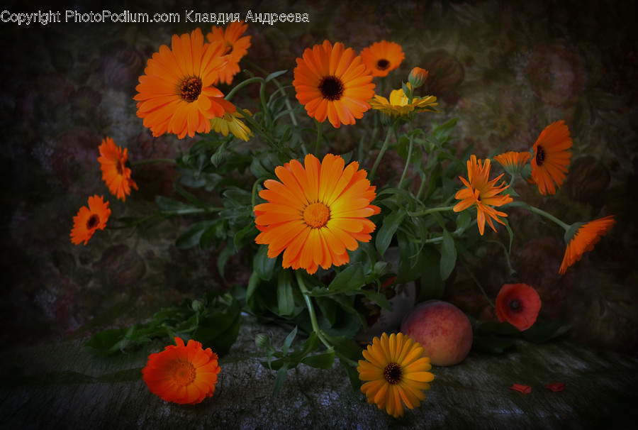 Blossom, Flora, Flower, Plant, Poppy