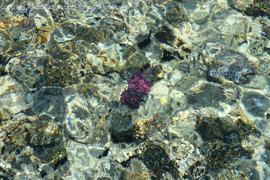 Animal, Clam, Invertebrate, Sea Life, Seashell