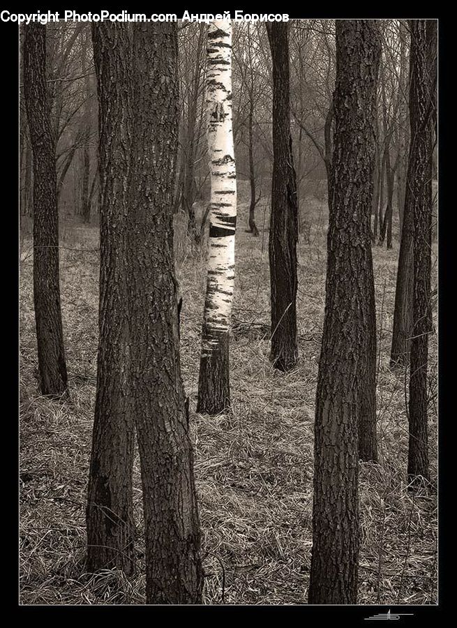 Forest, Vegetation, Birch, Tree, Wood, Plant, Fir