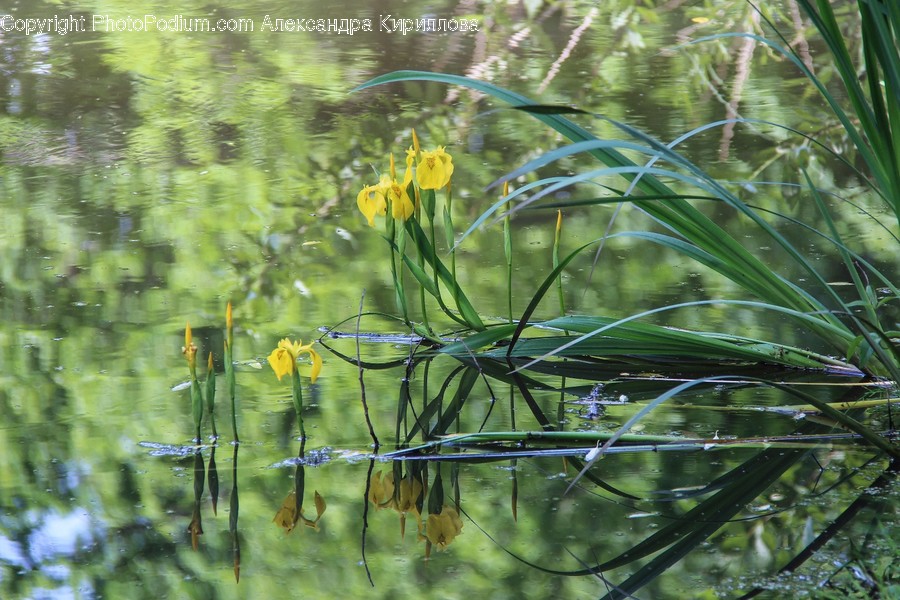 Flora, Grass, Plant, Dill, Food