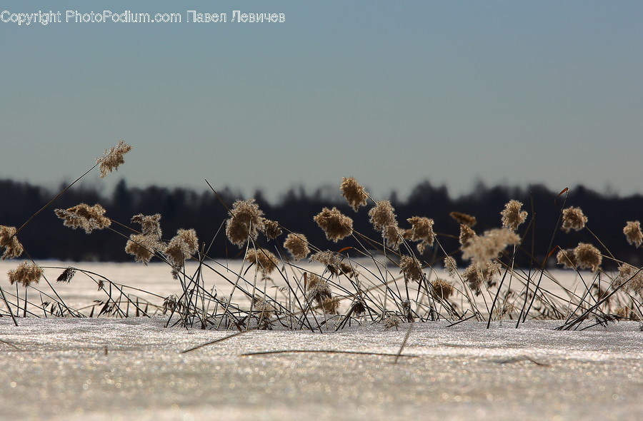 Flora, Grass, Plant, Reed, Frost