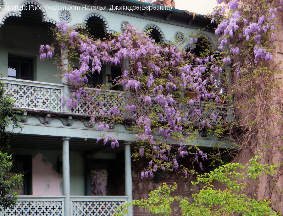 Building, Cottage, House, Housing, Blossom