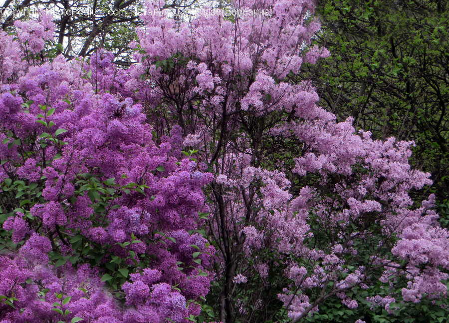 Blossom, Flora, Flower, Plant, Cherry Blossom