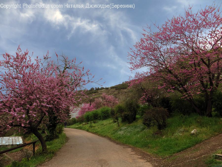 Blossom, Cherry Blossom, Flora, Flower, Plant