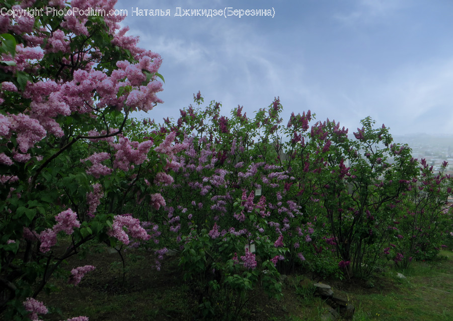 Blossom, Flora, Flower, Lilac, Plant