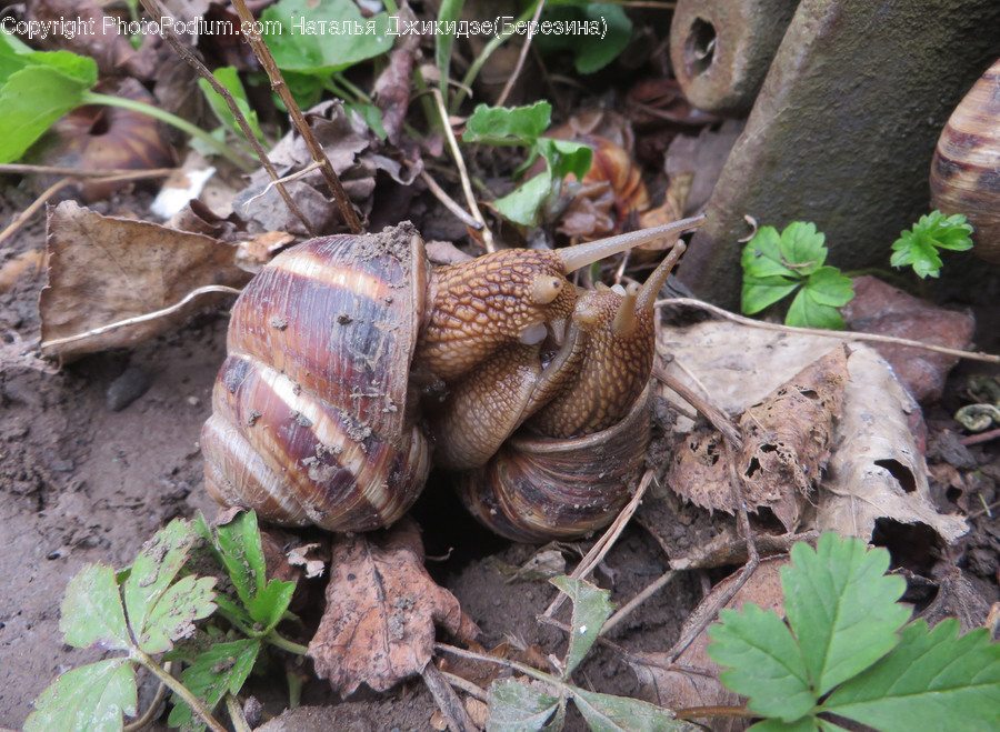 Fungus, Animal, Invertebrate, Snail, Cockroach