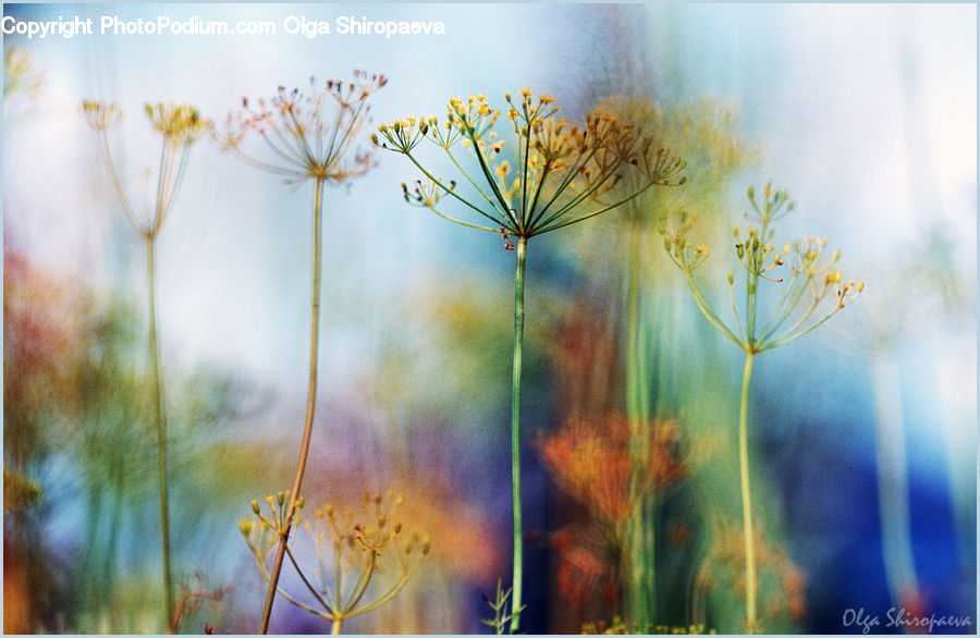 Dill, Plant, Daisies, Daisy, Flower, Weed, Light