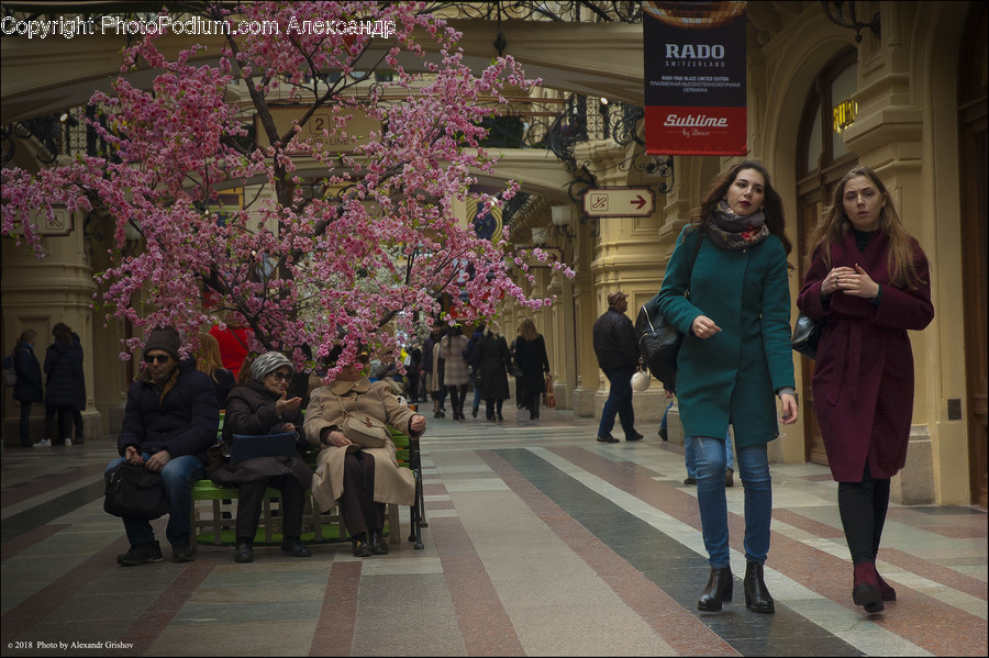 Human, People, Person, Blossom, Cherry Blossom
