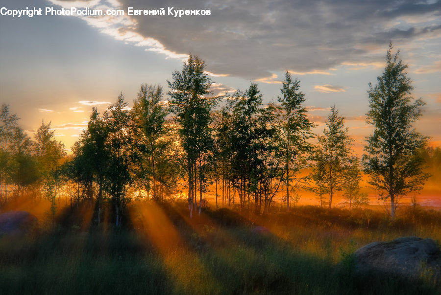 Plant, Tree, Dawn, Dusk, Sky, Sunrise, Sunset
