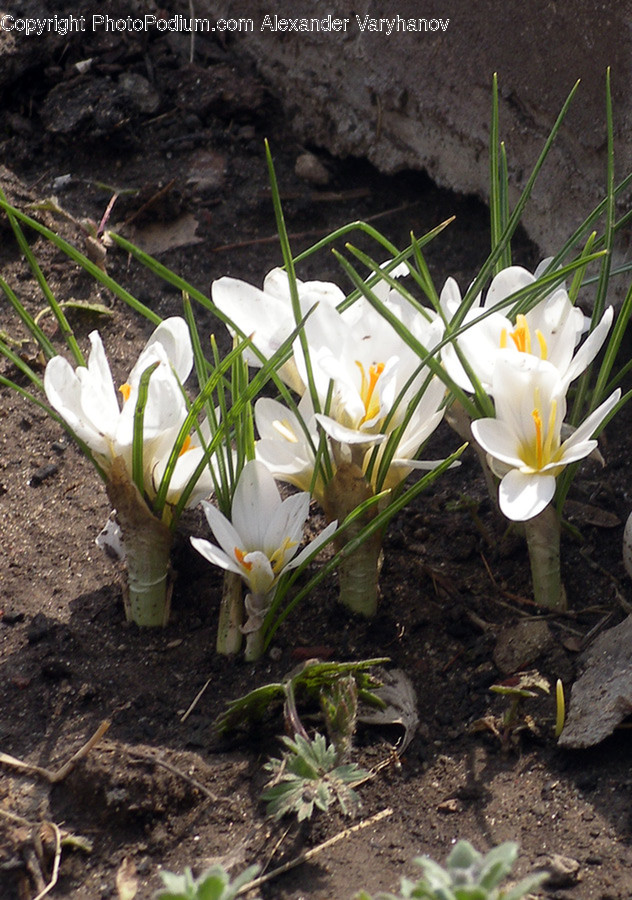 Blossom, Crocus, Flora, Flower, Plant