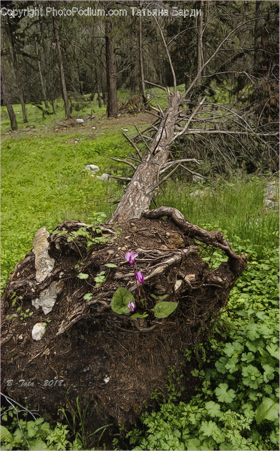 Flora, Forest, Land, Nature, Outdoors