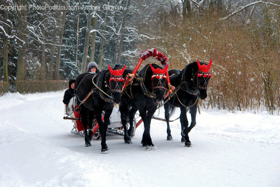 Human, People, Person, Animal, Horse