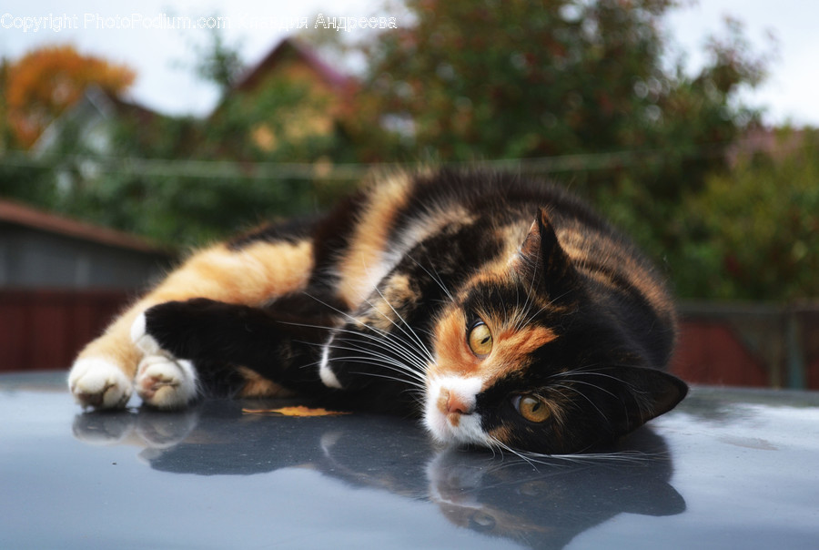 Animal, Cat, Mammal, Manx, Pet