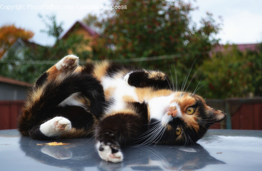 Animal, Cat, Mammal, Manx, Pet