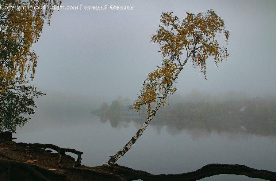 Flora, Plant, Tree, Conifer, Larch