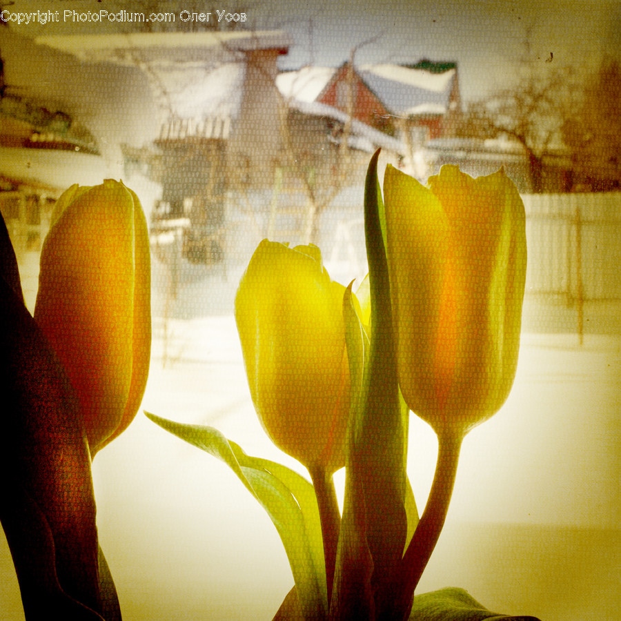 Glass, Goblet, Bell Pepper, Flora, Food