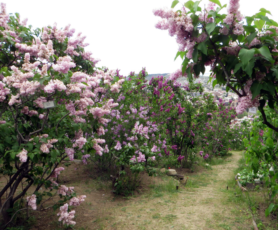 Blossom, Flora, Flower, Plant, Lilac