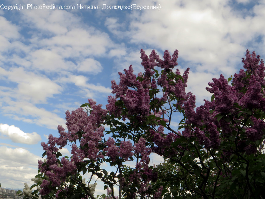 Blossom, Flora, Flower, Lilac, Plant