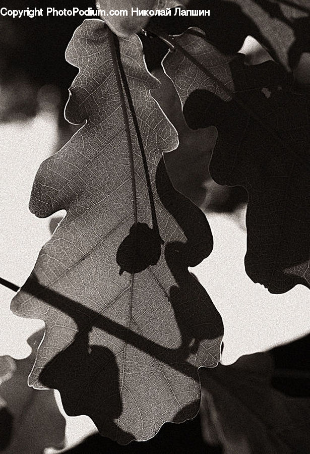 People, Person, Human, Pavement, Veins, Silhouette, Asphalt