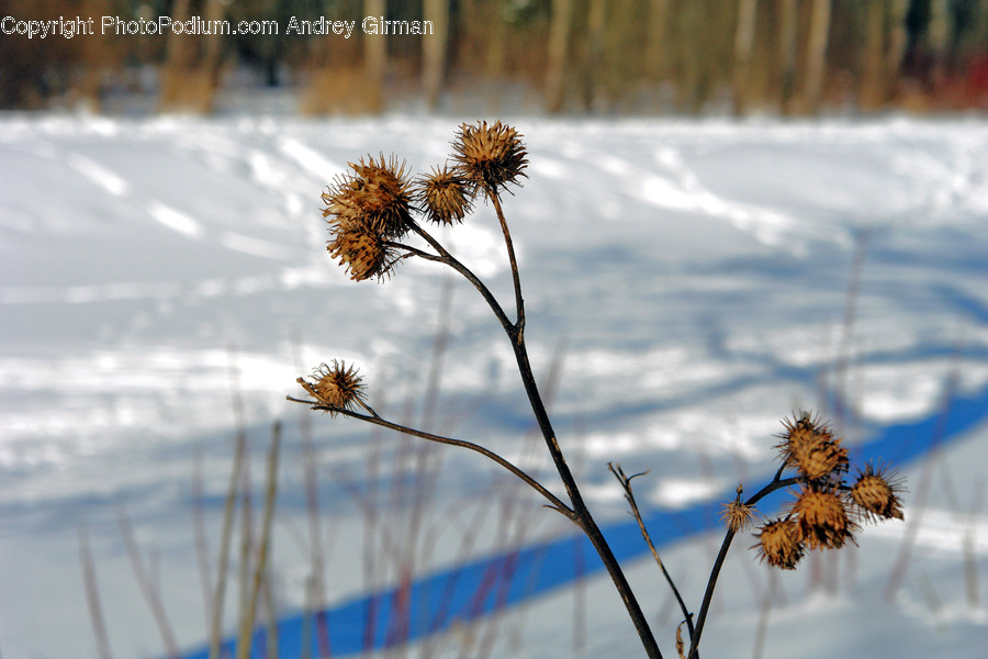 Blossom, Dandelion, Flora, Flower, Plant