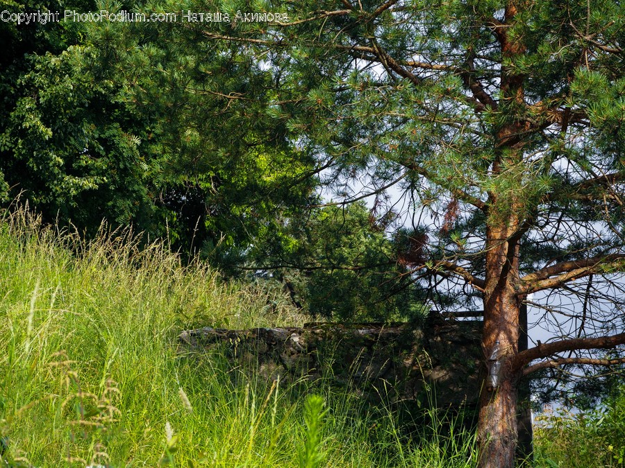 Conifer, Flora, Plant, Tree, Forest