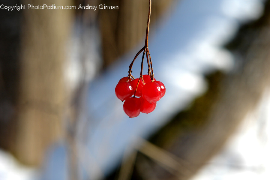 Cherry, Flora, Food, Fruit, Plant