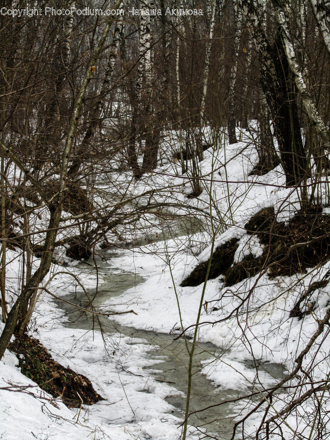 Outdoors, Snow, Land, Marsh, Swamp