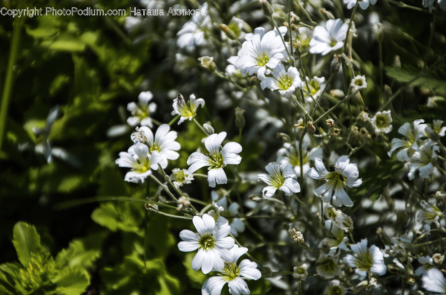 Blossom, Flora, Flower, Plant, Fern