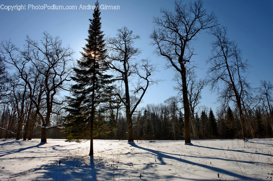 Conifer, Flora, Plant, Tree, Spruce