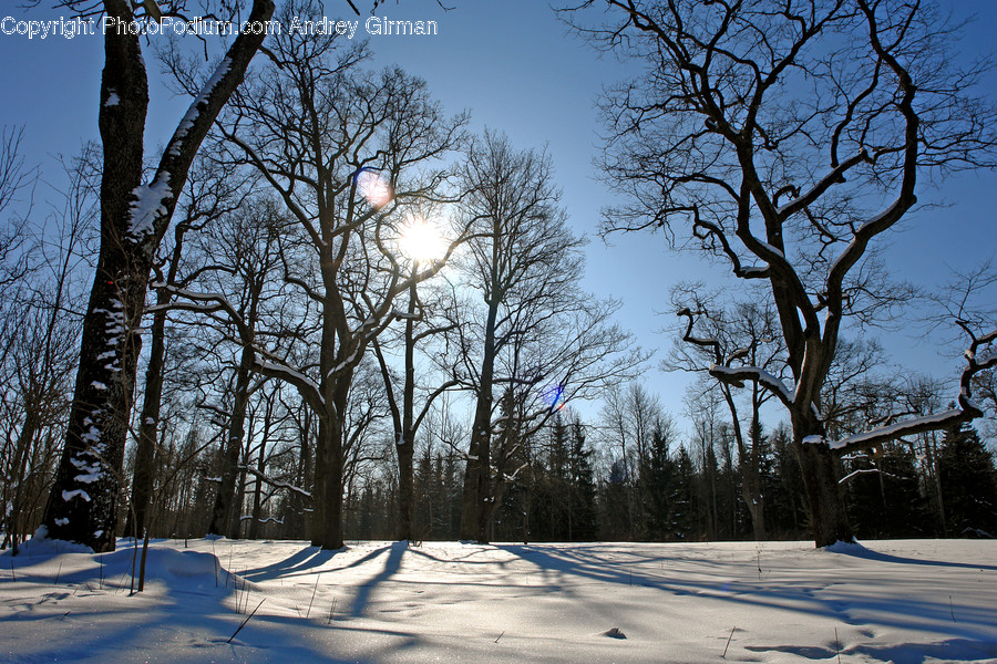 Flora, Plant, Tree, Oak, Landscape